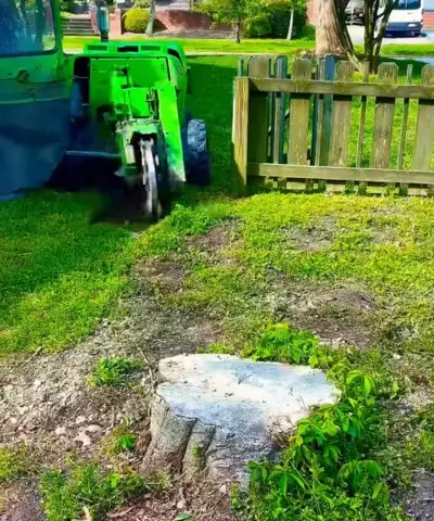 Tree stump removal service in Norfolk Virginia